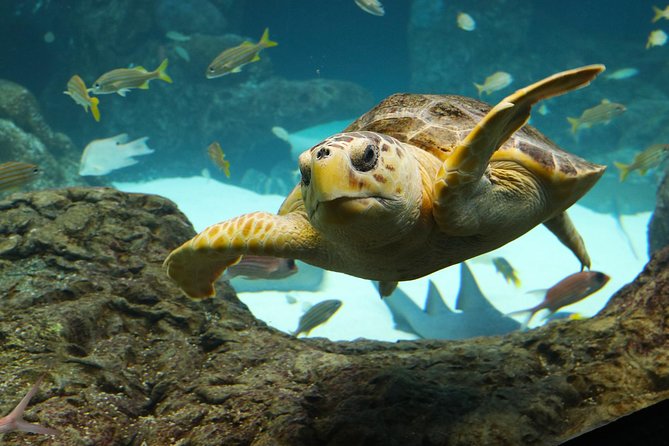 The Florida Aquarium in Tampa General Admission - Where it fits in a Tampa day: pairing with the Bay or downtime