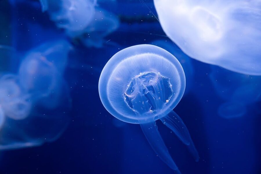 The Florida Aquarium Ticket - Key Highlights Worth Planning Around