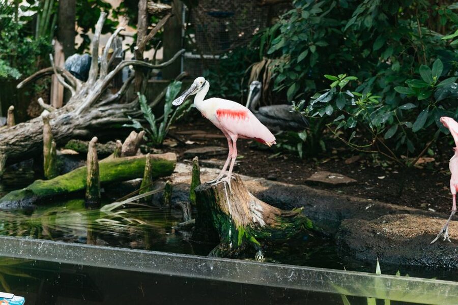 The Florida Aquarium Ticket - Food, Facilities, and Family Extras Like Splash and Play