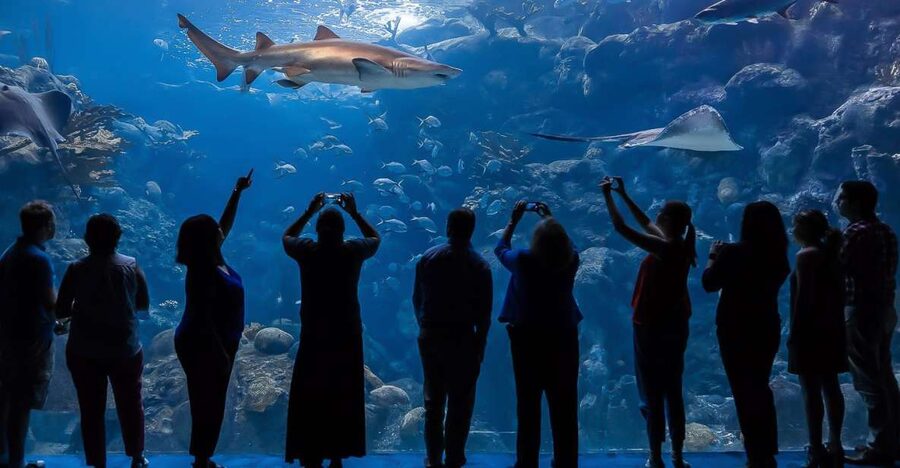 The Florida Aquarium Ticket - Florida Aquarium Ticket: What You Really Get for $37
