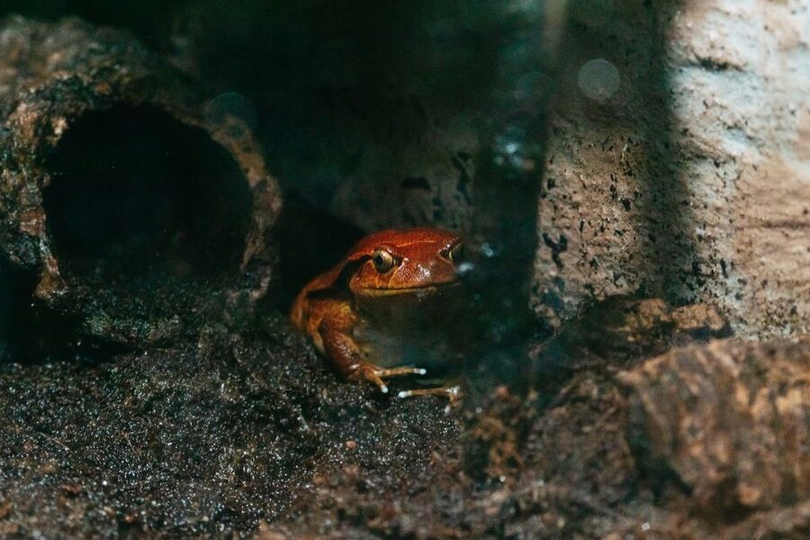 The Florida Aquarium Ticket - Go From Sea Level to Tree Level (and Why the Route Matters)