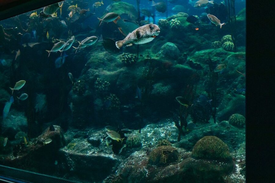 The Florida Aquarium Ticket - SeaTREK and the Wild Dolphin Cruise: What’s Available On-Site