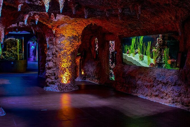 The National Aquarium Abu Dhabi Admission Tickets - Why this aquarium makes sense in Abu Dhabi