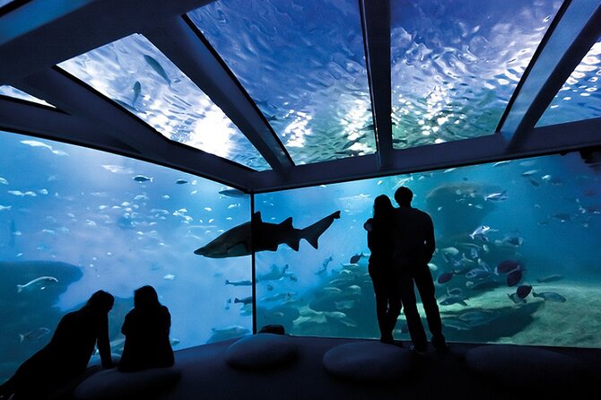Ticket Palma Aquarium - Ocean Experts and Animal Moments: Sharks, Whales, and Feeding Time