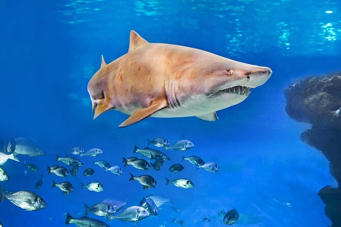 Ticket Palma Aquarium - The Family Side of Palma Aquarium: Play Zones That Actually Help