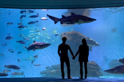 Ticket Palma Aquarium - 3D Whale Cinema: Worth It, But Set Your Expectations