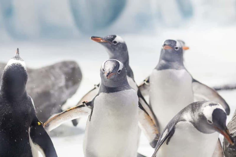 Ticket to SEA LIFE Konstanz - Key things to know before you go