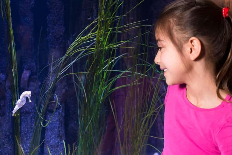 Ticket to SEA LIFE Konstanz - Pair It With the Lake Constance Museum of Natural History