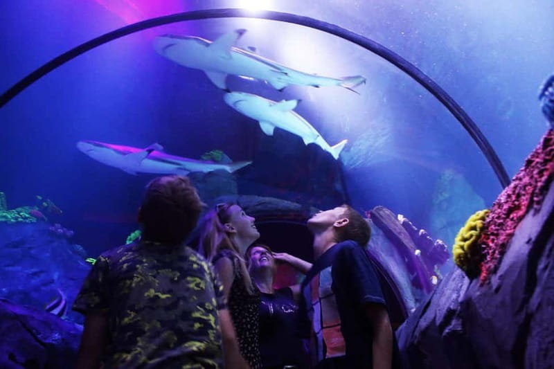 Ticket to SEA LIFE Konstanz - Sea at Night: The 8-Metre Tunnel and the Ray-and-Reef Setup