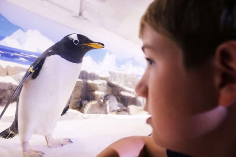 Ticket to SEA LIFE Konstanz - Penguins, Discovery Pools, and Paint2Life for Kids