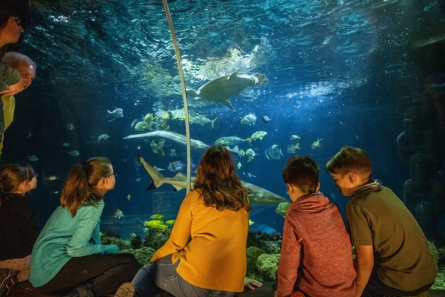 Ticket to SEA LIFE Konstanz - Turtle Rescue Mission: Turtle Ranger Mode in May