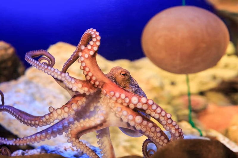 Ticket to SEA LIFE Konstanz - Daily Feedings and Aquarist Lectures: Fun That Teaches