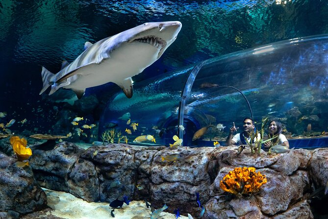 Ticket to the largest Oceanarium of the Mascarene Islands - Key things to know before you go