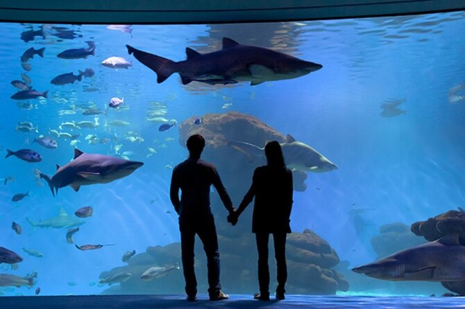 Ticket + Transfer to Palma Aquarium - Palma Aquarium with transfer: the real value of this $54.79 ticket