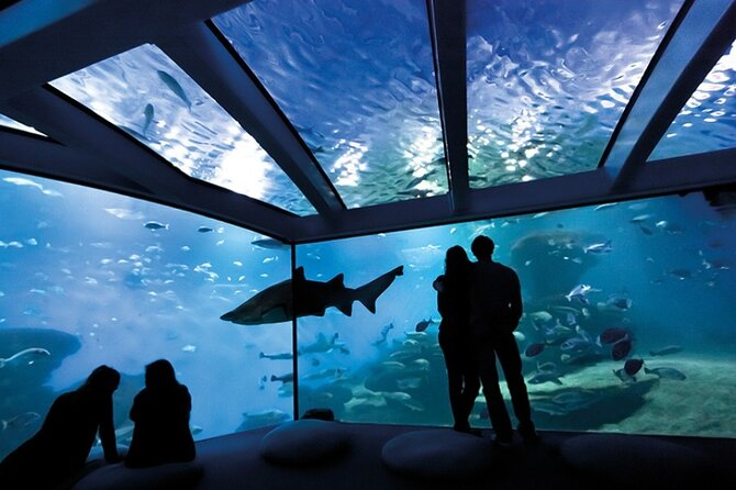Ticket + Transfer to Palma Aquarium - Fast access and mobile entry: small detail, big payoff