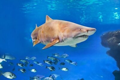 Ticket + Transfer to Palma Aquarium - Your day plan: how the 6–8 hours usually plays out