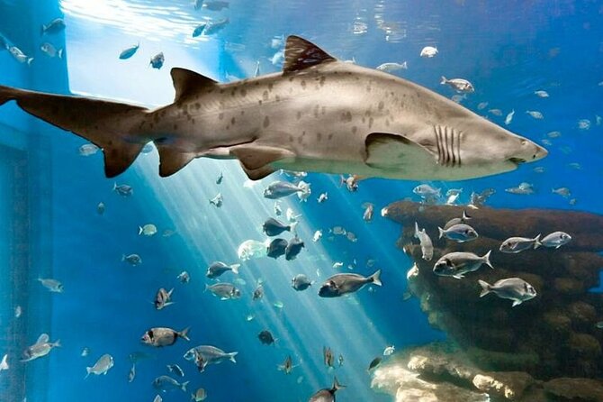 Ticket + Transfer to Palma Aquarium - Shark tank and live coral: the highlights that people remember