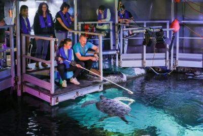 Timmendorfer Strand: SEA LIFE Behind the Scenes Tour - Plan your timing: do 60 minutes of self-guided exploring first