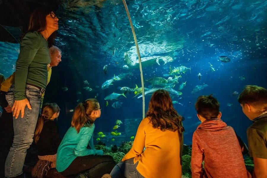 Timmendorfer Strand: SEA LIFE Behind the Scenes Tour - Sharks, turtles, and “what’s on the menu” for marine animals