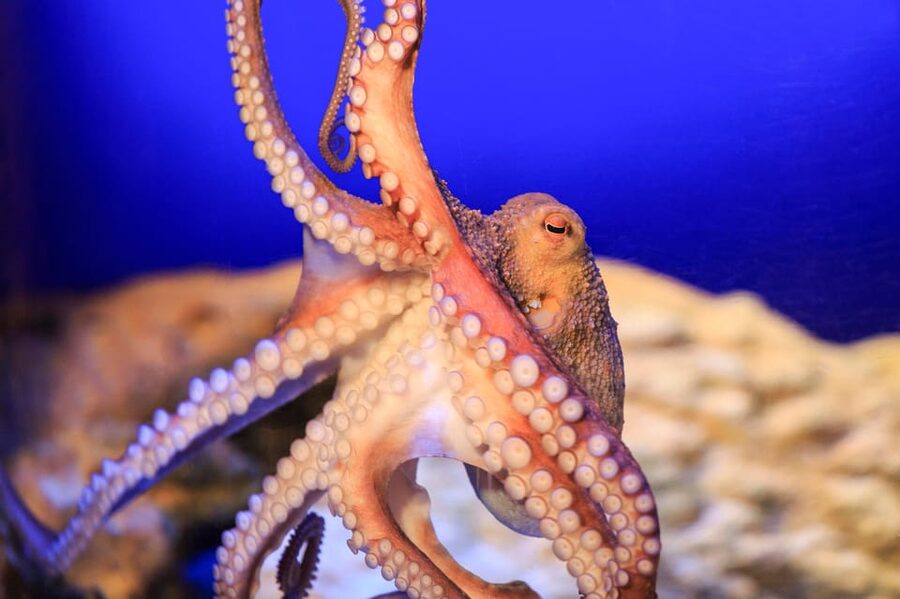 Timmendorfer Strand: SEA LIFE Behind the Scenes Tour - Group size and guide style: when small means easier to ask questions