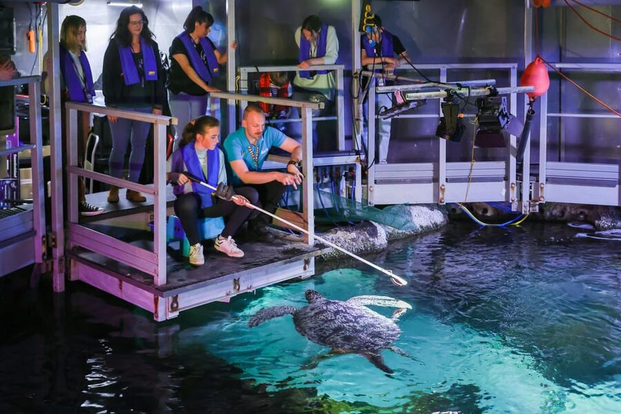 Timmendorfer Strand: SEA LIFE Behind the Scenes Tour - Plan your timing: do 60 minutes of self-guided exploring first