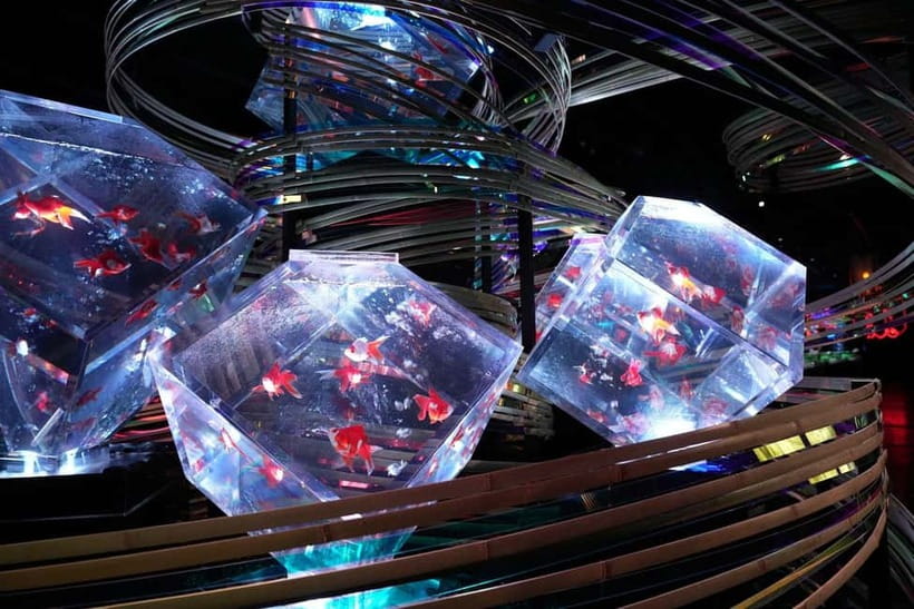 Tokyo: Art Aquarium Museum GINZA Entry Ticket - Why This Museum Feels Different From a Normal Aquarium