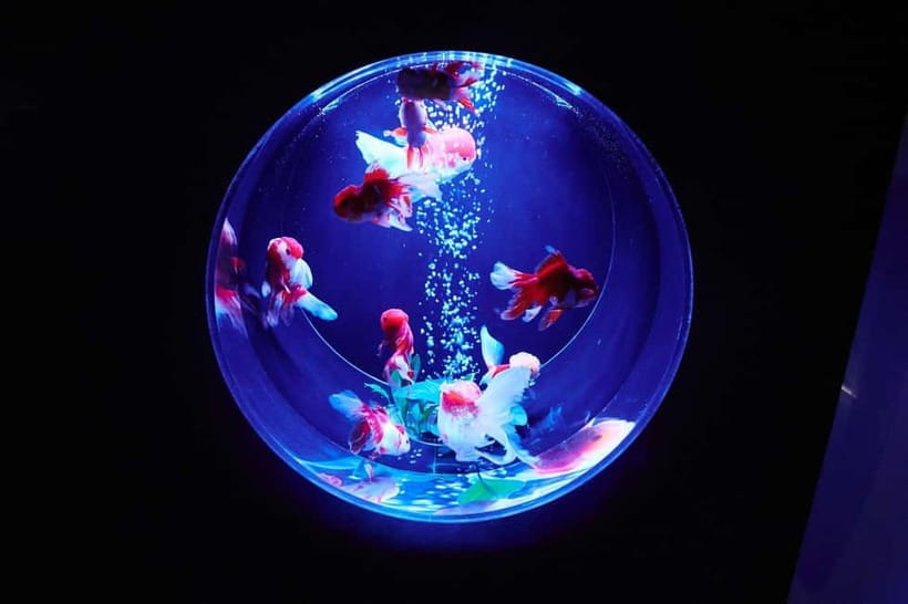Tokyo: Art Aquarium Museum GINZA Entry Ticket - Ginza Mitsukoshi Location: Fast to Find, Easy to Combine With Shopping