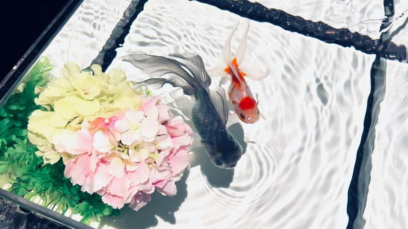 Tokyo: Art Aquarium Museum GINZA Entry Ticket - Gift Shop Bonus: Souvenirs After the Show