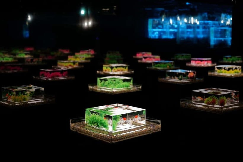 Tokyo: Art Aquarium Museum GINZA Entry Ticket - Tickets and Timing: A One-Hour Stop That Works on Almost Any Day