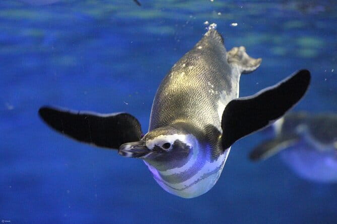 Tokyo Sumida Aquarium E-Ticket with Optional Tokyo Metro Pass - Key highlights worth aiming for