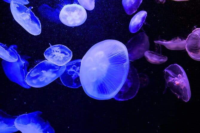 Tokyo Sumida Aquarium E-Ticket with Optional Tokyo Metro Pass - Practical rules you’ll want to know before you go