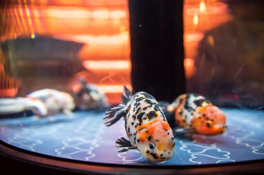 Tokyo: Sumida Aquarium Entry Ticket - A Park-Like Aquarium Where You Can Slow Down