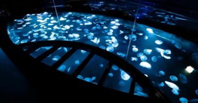 Tokyo: Sumida Aquarium Entry Ticket - Chat With Breeding Staff About Penguins, Eels, and Goldfish