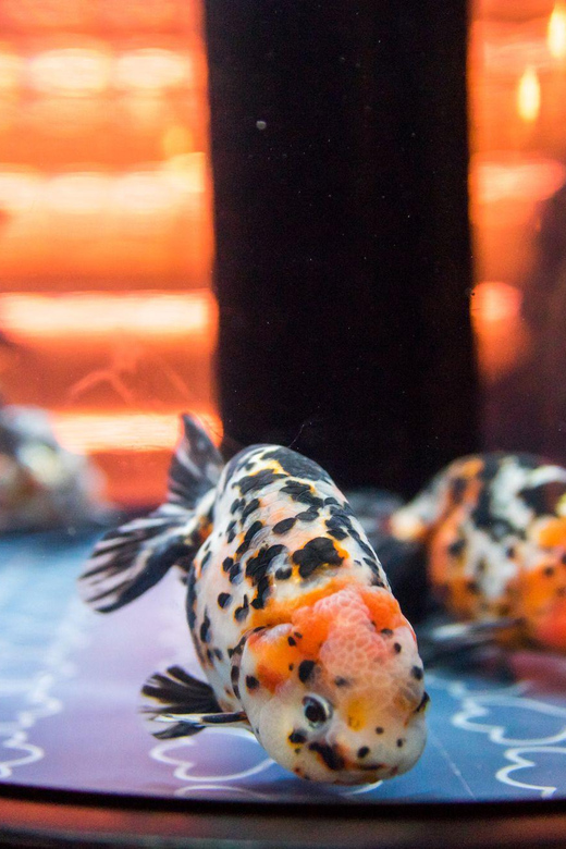 Tokyo: Sumida Aquarium Entry Ticket - Hours to Watch: Weekday, Weekend, and the May 23 Private-Reservation Update