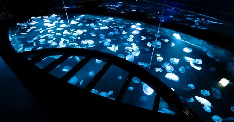 Tokyo: Sumida Aquarium Entry Ticket - Chat With Breeding Staff About Penguins, Eels, and Goldfish