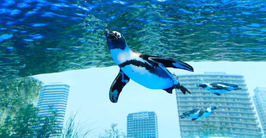 Tokyo: Sunshine Aquarium Entry Ticket - What You’ll See: From the Tropical Setup to Penguins in the Sky