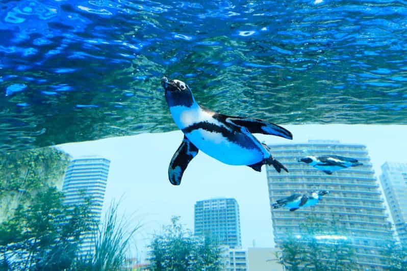 Tokyo: Sunshine Aquarium Entry Ticket - How to Plan Your Time for a 1-Day Rooftop Visit