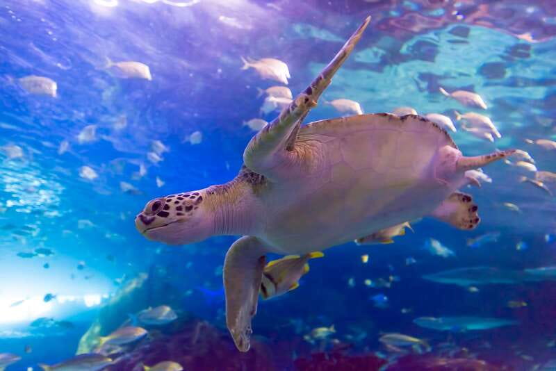 Toronto: Ripley's Aquarium of Canada Entry Ticket - Price and what you actually get for $33
