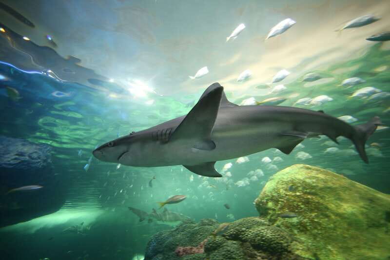 Toronto: Ripley's Aquarium of Canada Entry Ticket - Best time to enter: beat the crowds without rushing