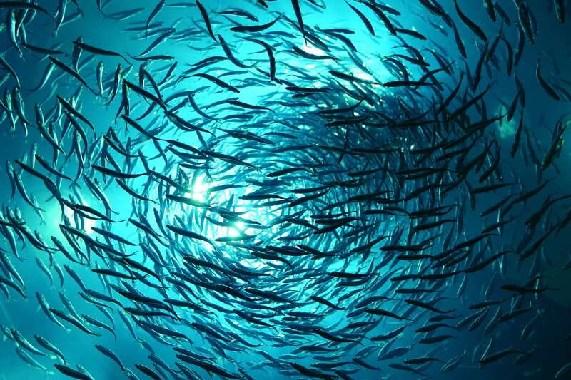 Toronto: Ripley's Aquarium of Canada Entry Ticket - Nine galleries and 20,000 animals: how to pace it