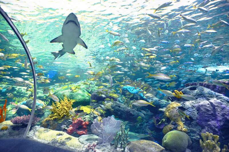 Toronto: Ripley's Aquarium of Canada Entry Ticket - The stingray touch pool and hands-on exhibits
