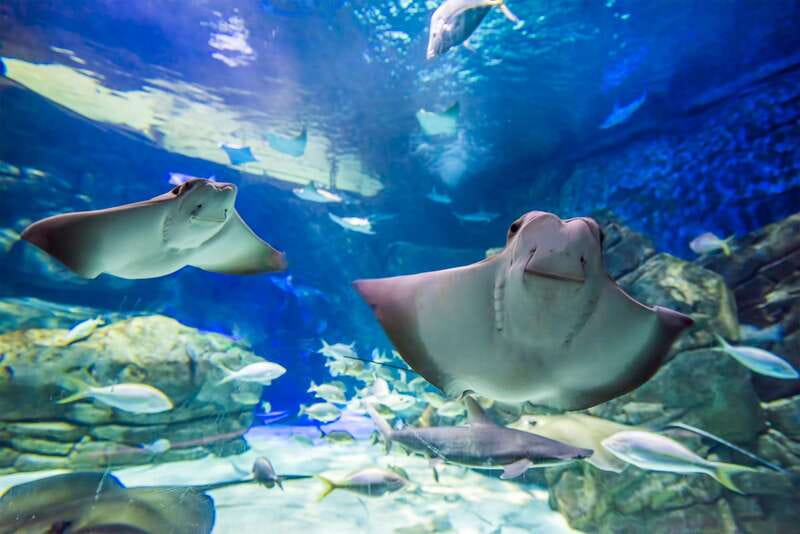 Toronto: Ripley's Aquarium of Canada Entry Ticket - Daily live underwater shows: why timing them matters