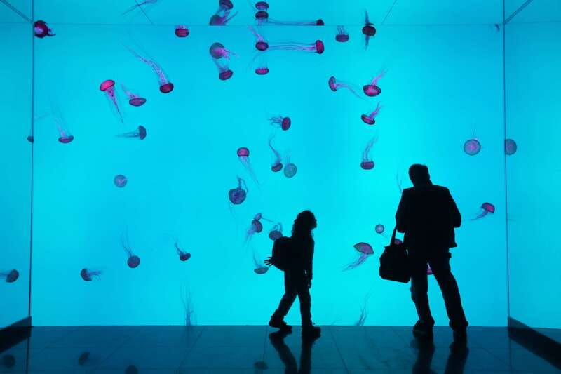 Toronto: Ripley's Aquarium of Canada Entry Ticket - Where it is in Toronto and how that affects your day