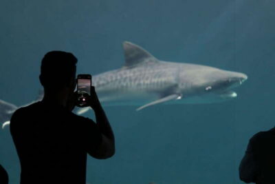 Veracruz: 5-Attraction Tour with Aquarium and Boat Tour - Aquarium of Veracruz: animals first, minimal waiting