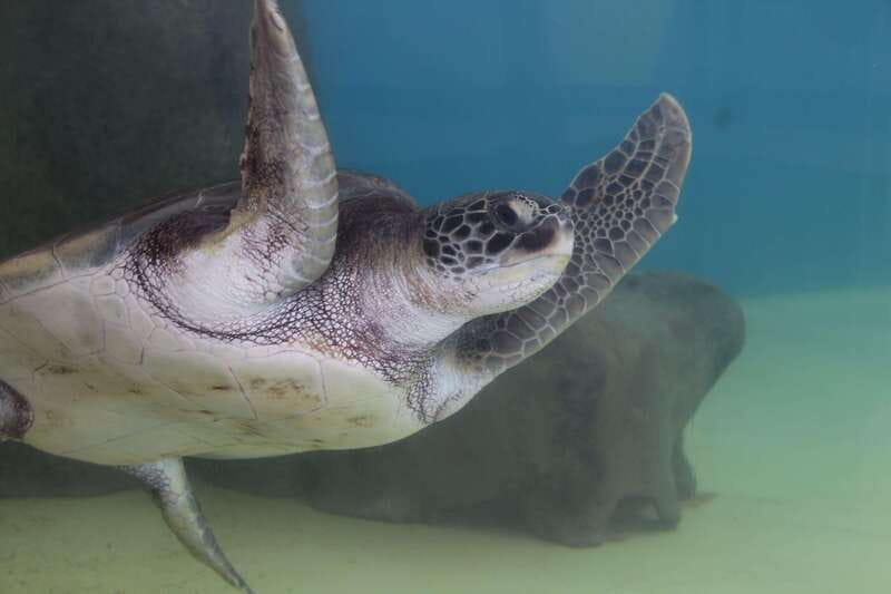 Veracruz: 5-Attraction Tour with Aquarium and Boat Tour - Transportation comfort and what you’re really paying for