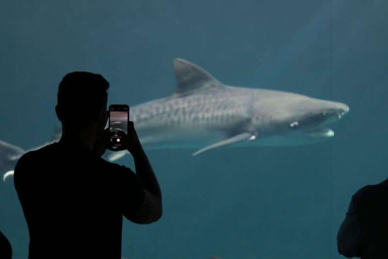 Veracruz: 5-Attraction Tour with Aquarium and Boat Tour - Aquarium of Veracruz: animals first, minimal waiting