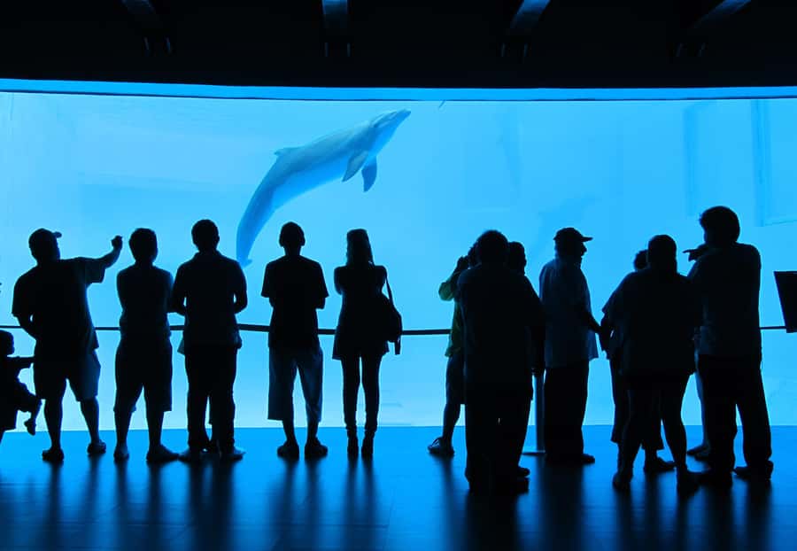 Veracruz: Panoramic Sightseeing City Tour and Aquarium - Catch the loop: double-decker hop-on hop-off in Veracruz
