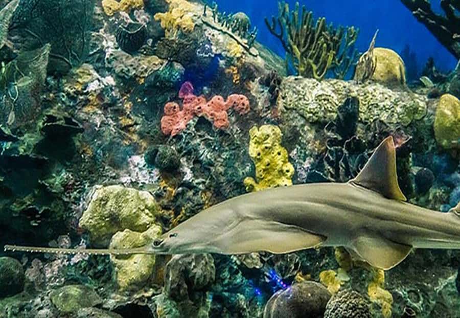 Veracruz: Panoramic Sightseeing City Tour and Aquarium - Plaza Mocambo: a quick pass that still helps you orient