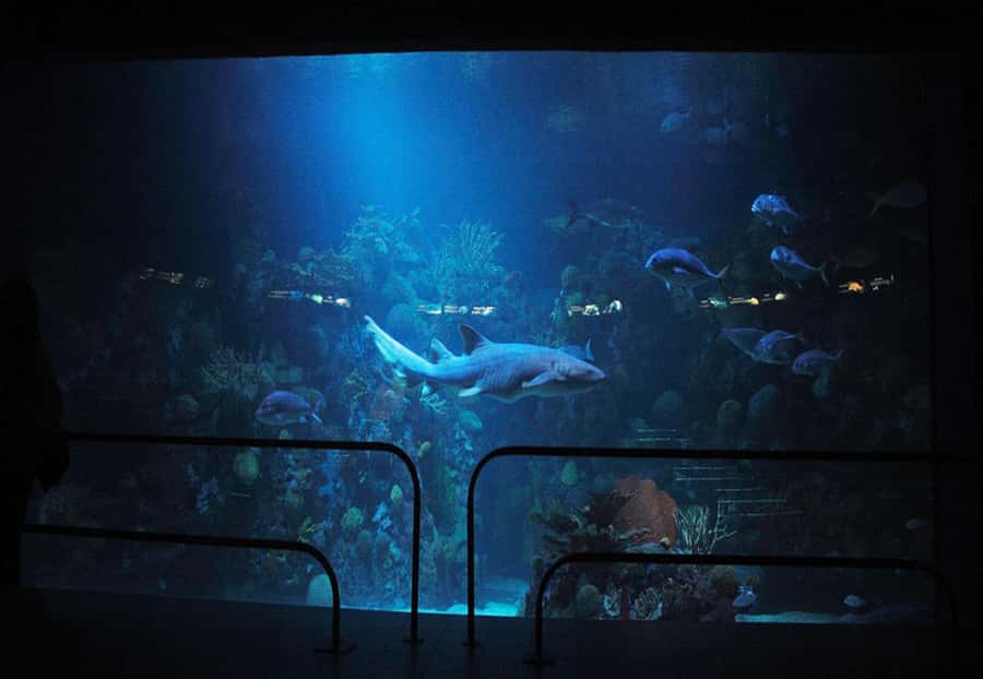 Veracruz: Panoramic Sightseeing City Tour and Aquarium - Andamar balcony moments and Faro views