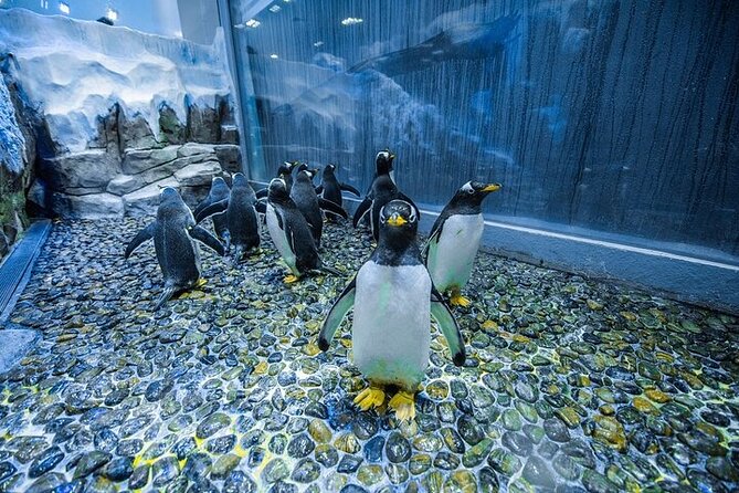 VIP Experience Dubai Aquarium & Underwater Zoo-As per Selection - Value for Money: Is $55 Worth It for You?